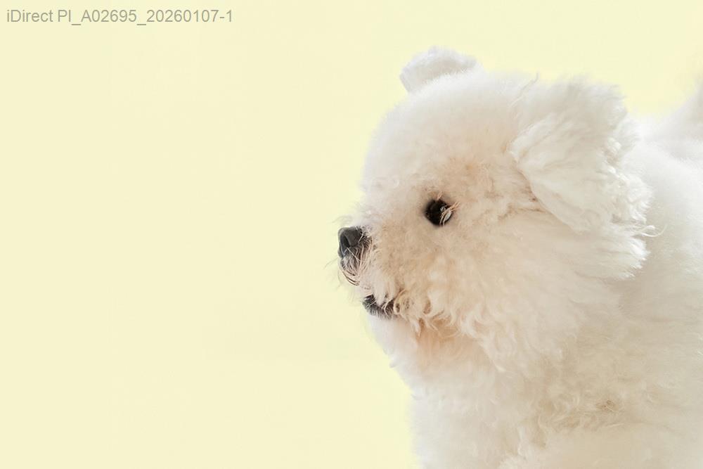 當毛小孩成為家庭成員：如何巧妙迴避隱藏的過敏陷阱？示意圖